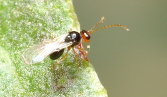 Figitidae