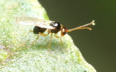 Figitidae