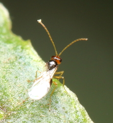 Figitidae