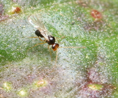 Figitidae