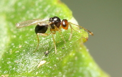 Figitidae