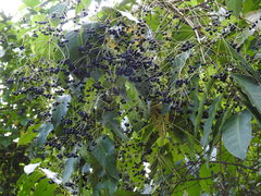 Polyscias australiana