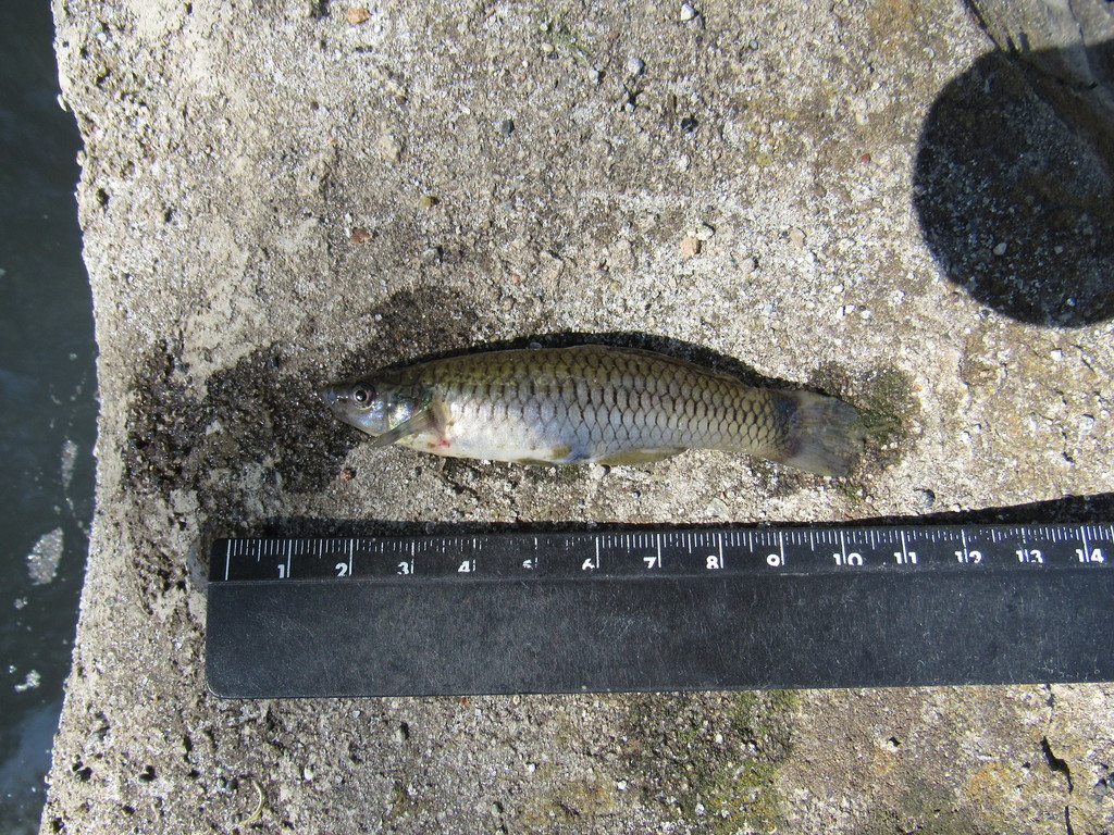 Twospot Livebearer