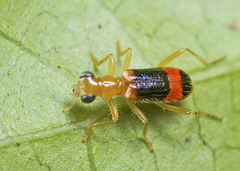 Lemidia
