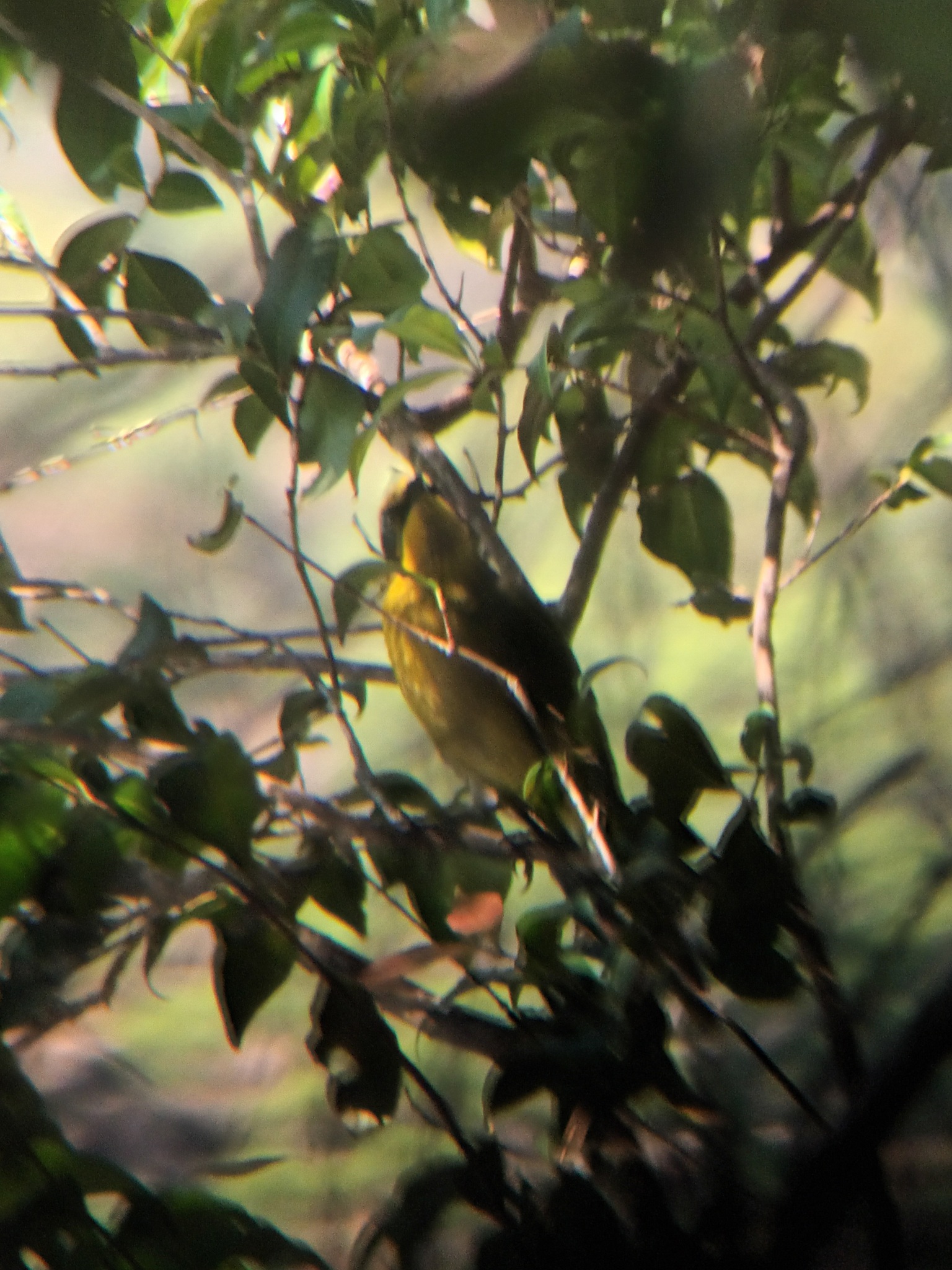 Yellow-tufted Honeyeater (Lichenostomus melanops), photo 4