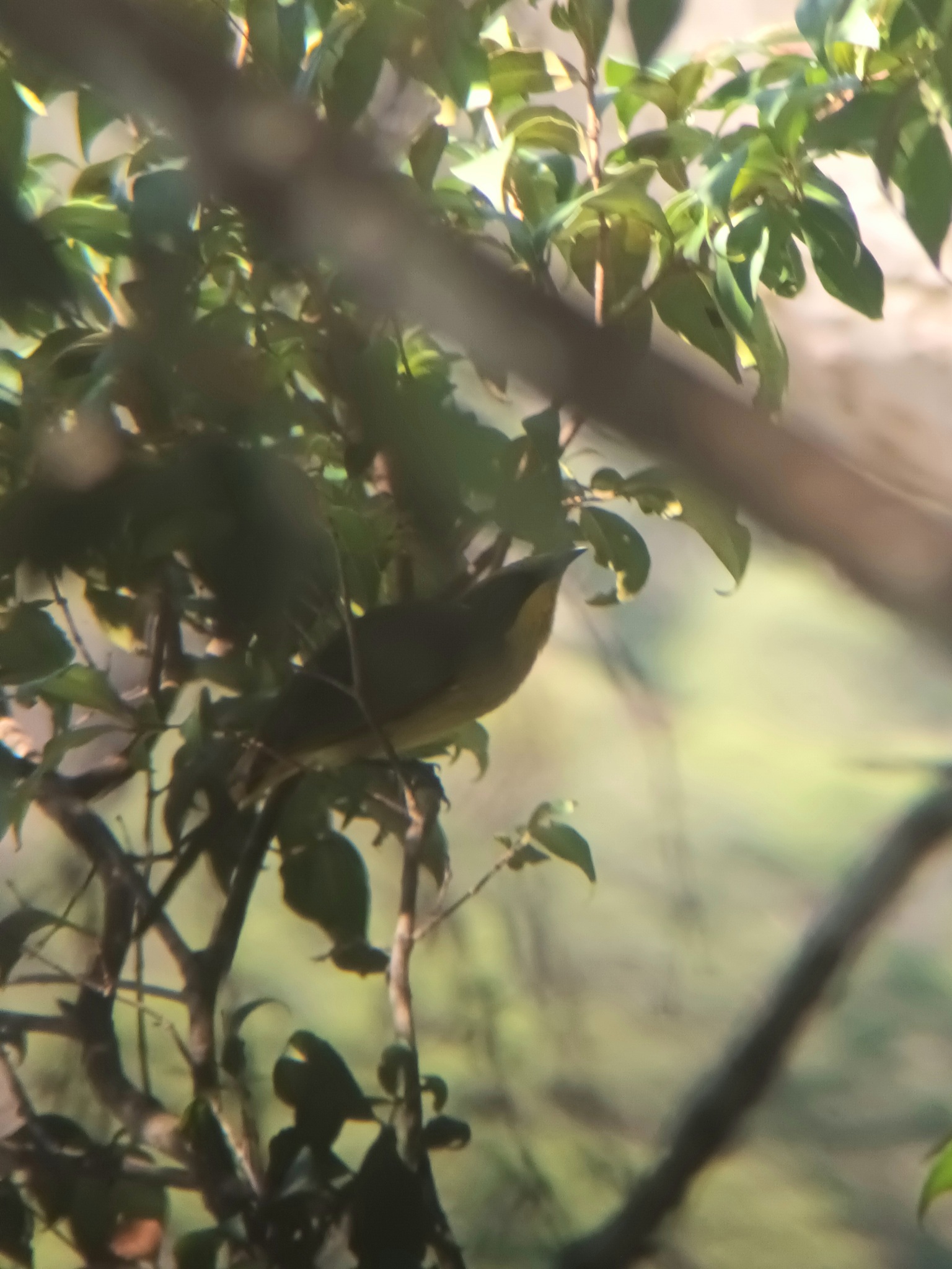 Yellow-tufted Honeyeater (Lichenostomus melanops), photo 5