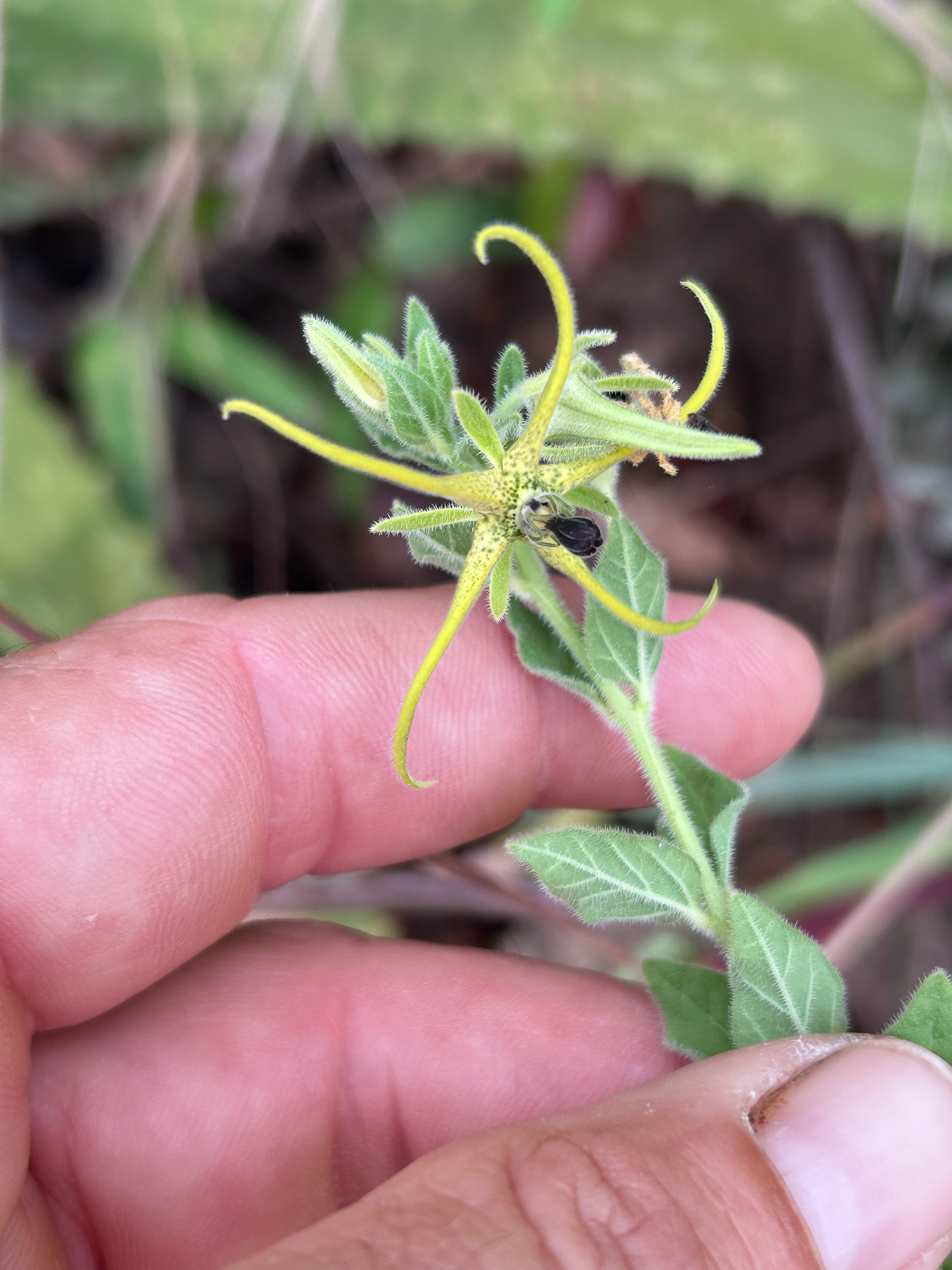 Ceropegia macropetala
