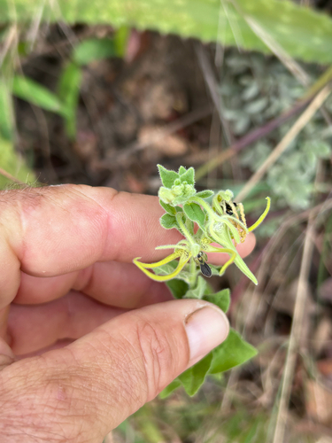 Ceropegia macropetala