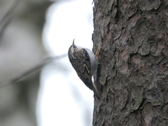 Certhia familiaris familiaris