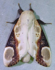 Formofentonia orbifer