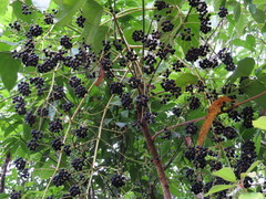 Polyscias australiana