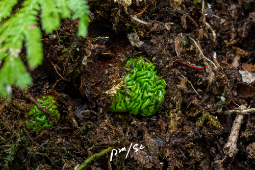 Conandron ramondioides iNat (2)