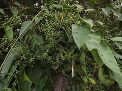 Polyscias australiana