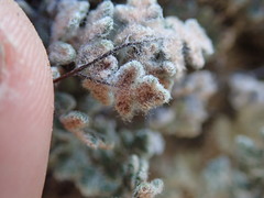 Myriopteris parryi image