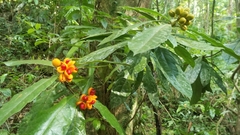 Pittosporum rubiginosum