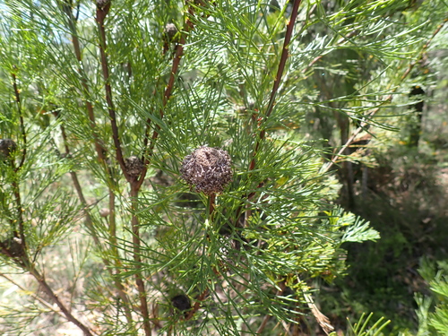 Narrow-leaf Drumsticks (Isopogon anethifolius)
