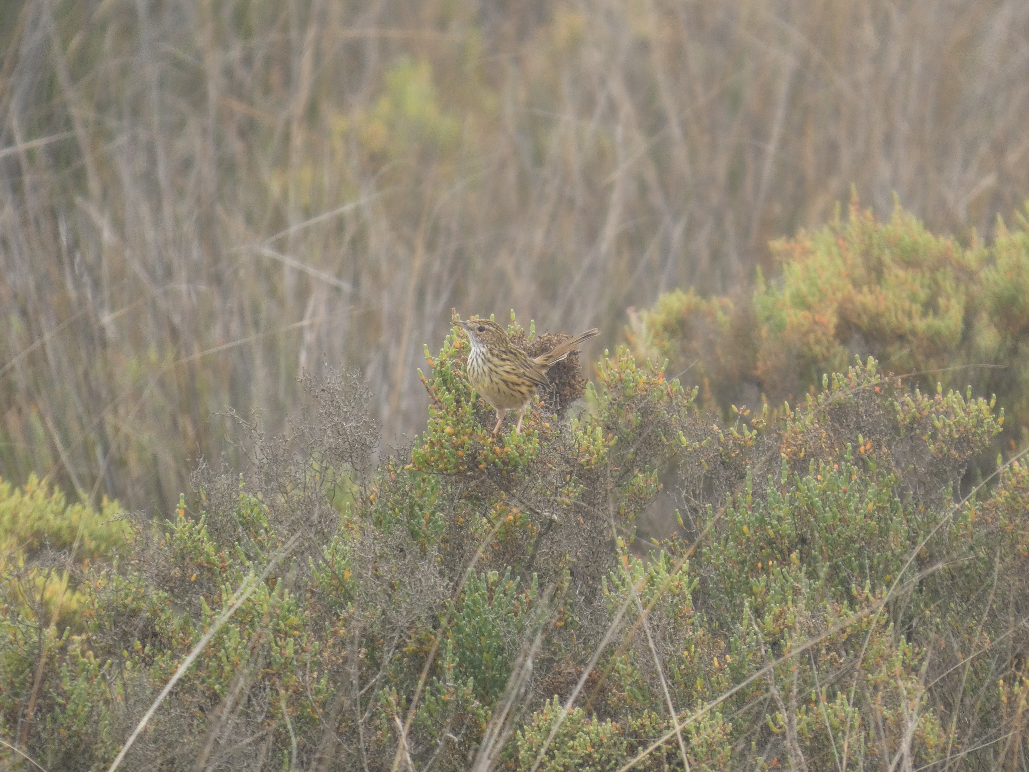 Striated Fieldwren (Calamanthus fuliginosus), photo 4