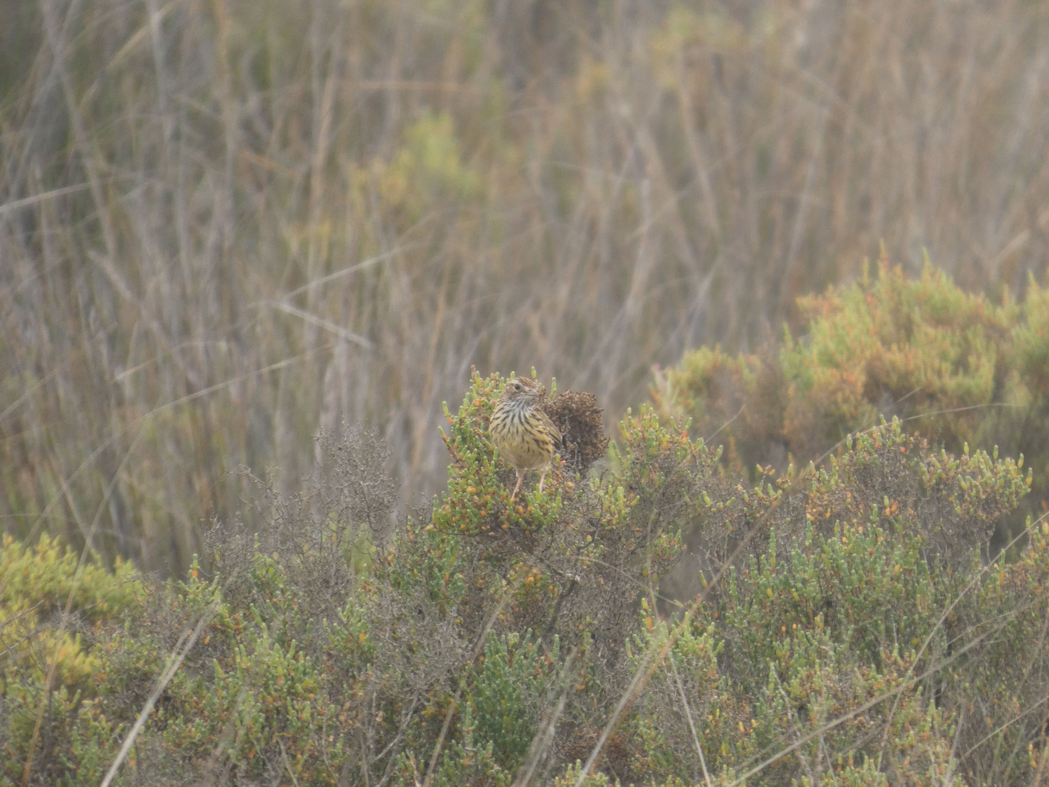 Striated Fieldwren (Calamanthus fuliginosus), photo 5