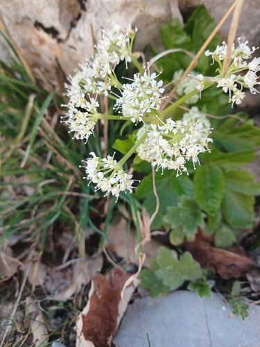 Cretan lecokia (Lecokia cretica)