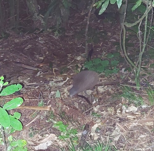 North Island Brown Kiwi (Apteryx mantelli), photo 4