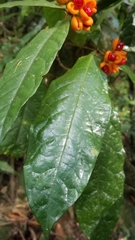 Pittosporum rubiginosum