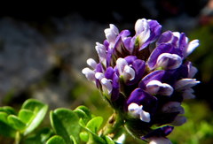Psoralea bracteolata