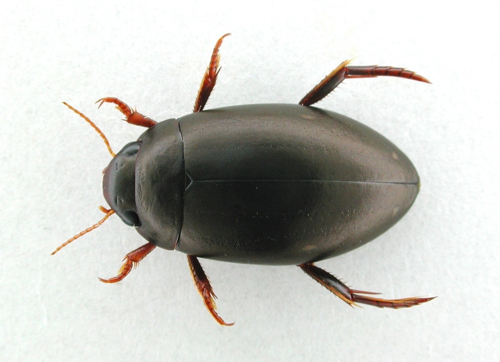 Ilybius anjae