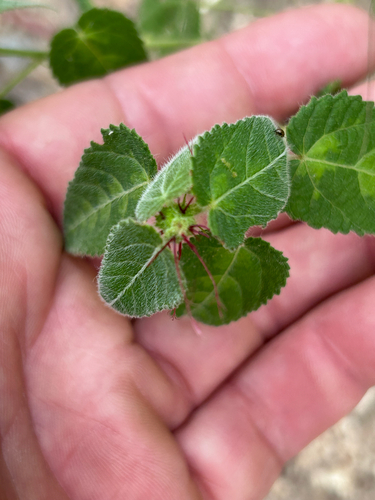 Hairy-stemmed Acalypha (Acalypha villicaulis)
