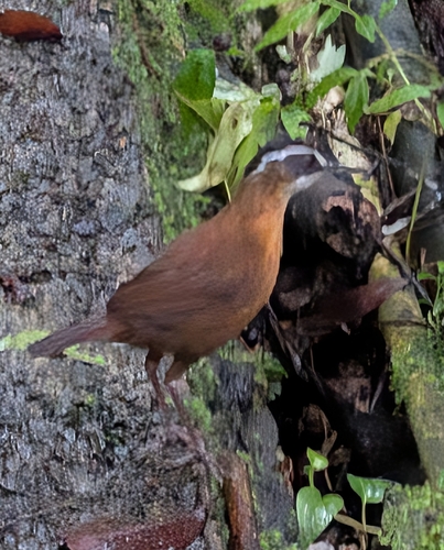 Bornean Black-capped Babbler (Pellorneum capistratoides), photo 8