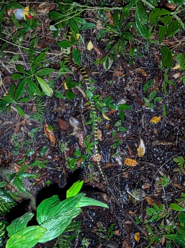 Gold-ringed Cat Snake