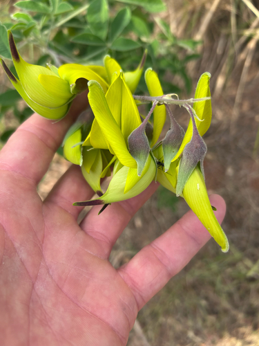 Canary bird bush (Crotalaria agatiflora)