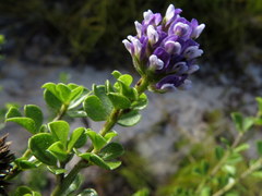 Psoralea bracteolata