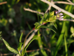 Silene alexandrina
