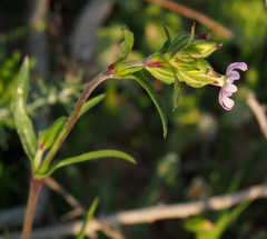 Silene alexandrina