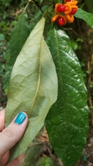 Pittosporum rubiginosum