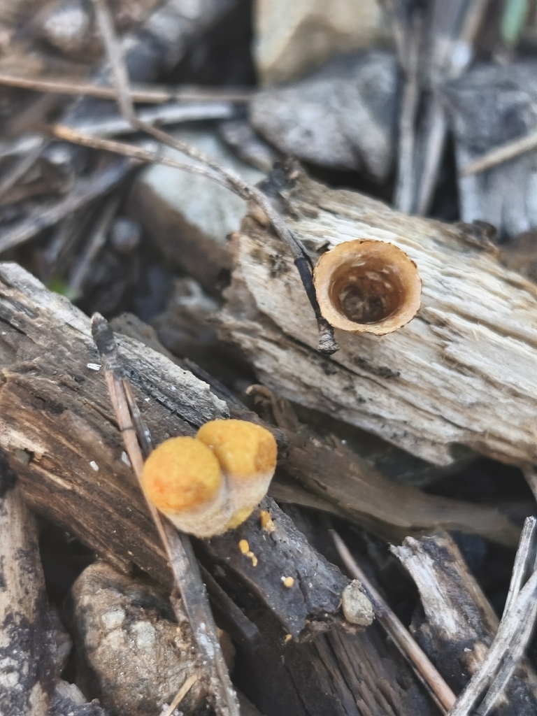 Crucibulum laeve · February 2026 · photo: © mycototor (iNaturalist, cc-by)
