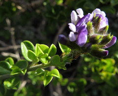 Psoralea bracteolata