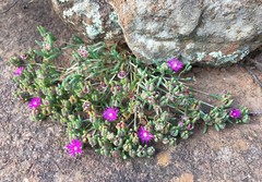 Delosperma lavisiae