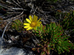 Osteospermum subulatum