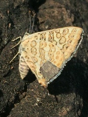 Aphnaeus lilacinus