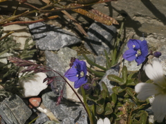 Veronica fruticans