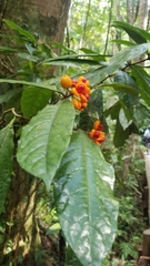 Pittosporum rubiginosum