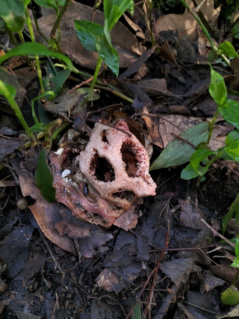Clathrus ruber · February 2026 · photo: © tatiana354 (iNaturalist, cc-by)