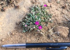 Delosperma lavisiae