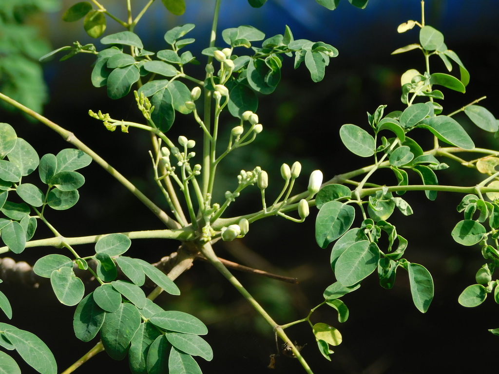 Bènbòm (Moringa oleifera)