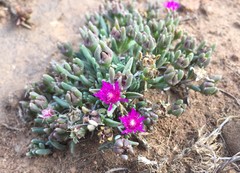 Delosperma lavisiae