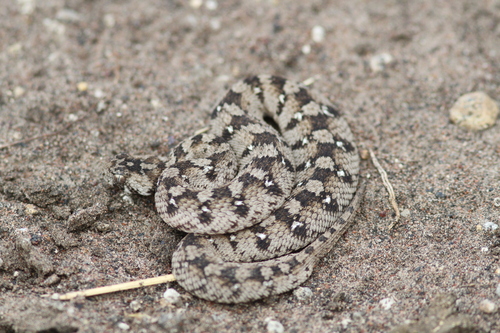 African Saw-scaled Viper