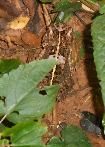 Hallowell's Toad, Sclerophrys maculata