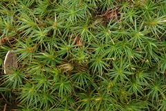 Polytrichastrum ohioense