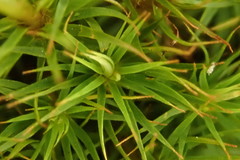 Polytrichastrum ohioense